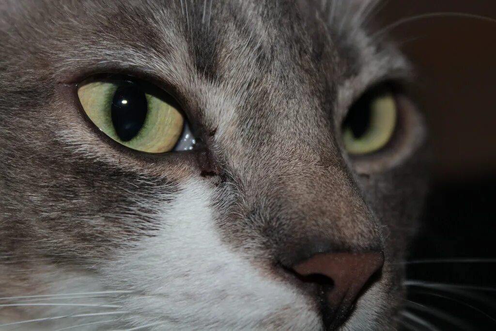 Катаракта у кошек фото Cat eyes / Olhos de gato Toonces, the cat / Toonces, meu g. Flickr