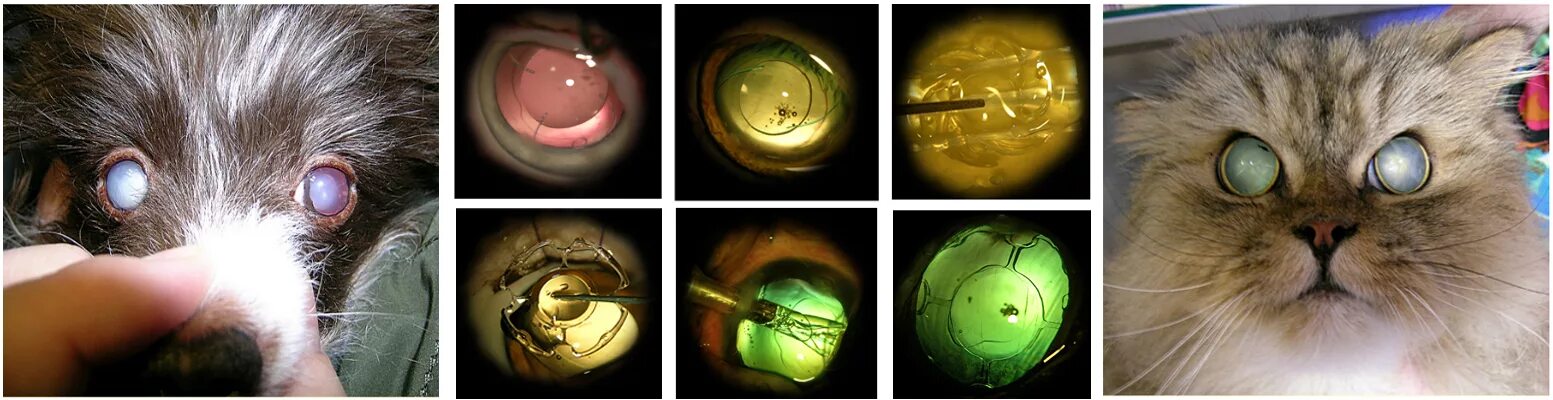 Катаракта у кошек фото Глаукома у кошек - почему возникает, как ее распознать и что делать?
