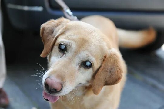 Катаракта у собак фото Hund Allergie Изображения: просматривайте стоковые фотографии, векторные изображ