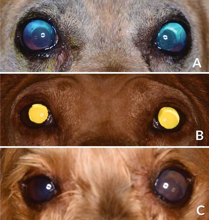 Катаракта у собак фото Синдром Урретс-Завалия после удаления катаракты у собак - Зооинформ