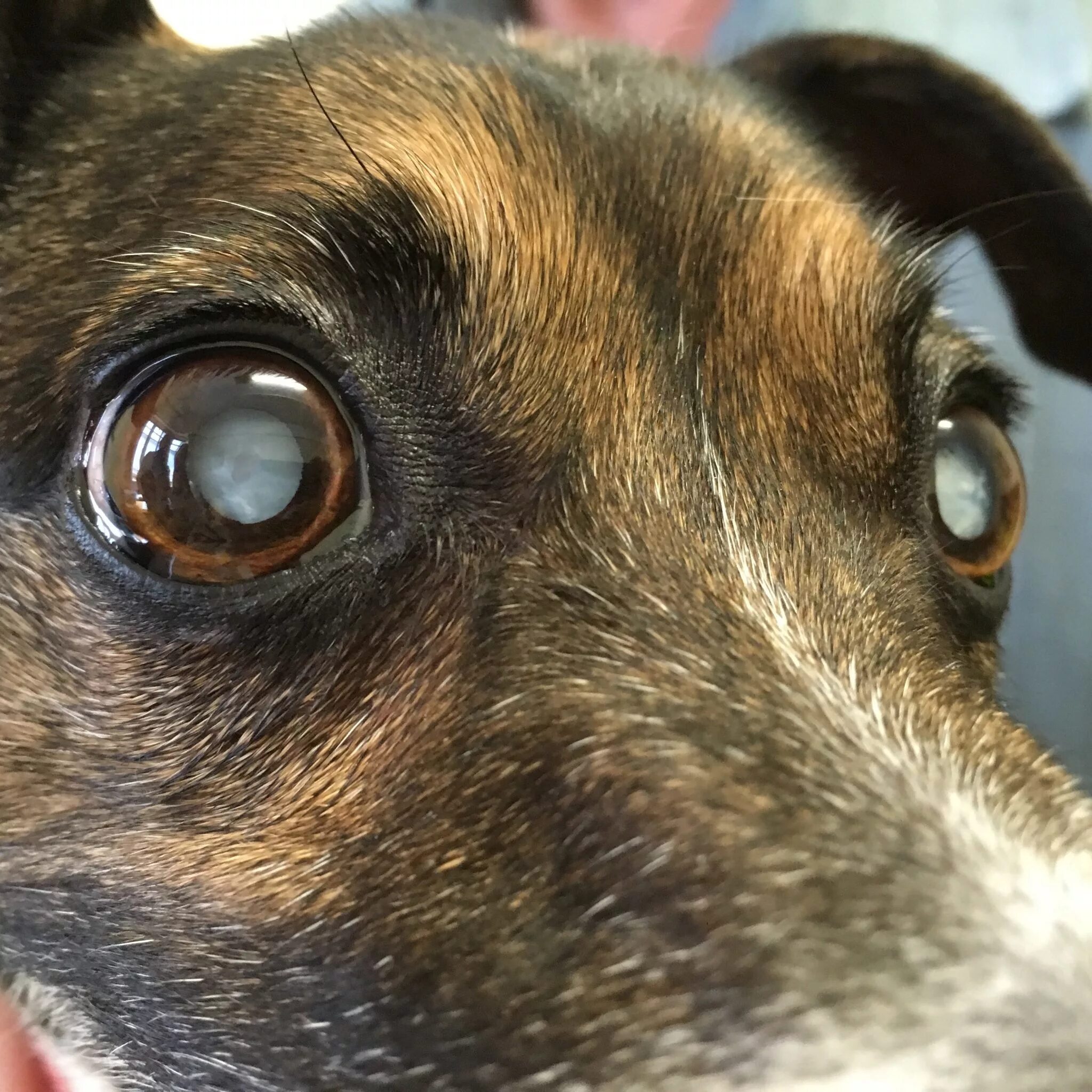 Катаракта у собак фото Help! My Dog Has Cataracts... Or Are They? Walkerville Vet