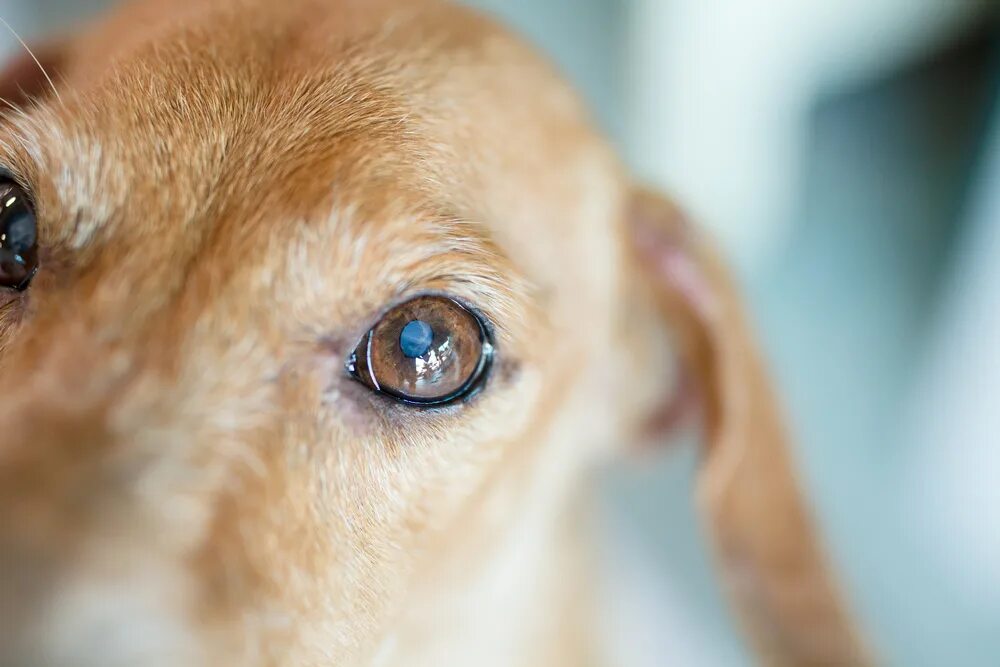 Катаракта у собак фото Hypertensive Retinopathy in Pets - Veterinary Vision Center