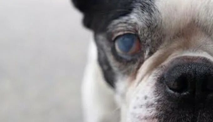 Катаракта у собак фото начальная стадия Cataracts in elderly dogs - Yummypets