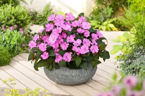 Катарантус ампельный фото на клумбе SunPatiens Vigorous Lavender Impatiens Plant Impatiens plant, Annual plants, Pla