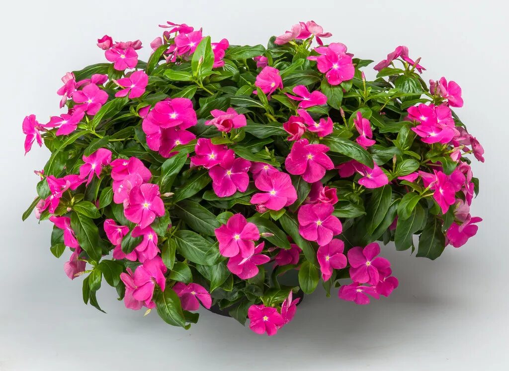 Катарантус ампельный купить семена фото Cora ® Cascade Violet - Vinca - Catharanthus roseus Proven Winners