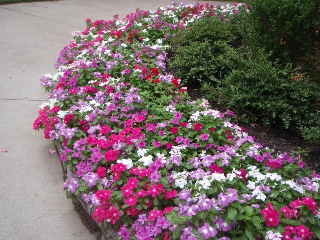 Катарантус фото на клумбе и описание Catharanthus roseus, Annual Vinca or Madagascar Periwinkle Garden flower beds, F