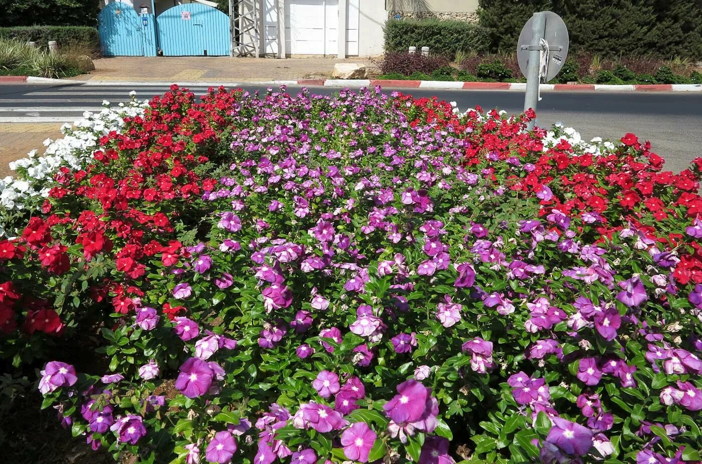 Катарантус фото на клумбе и описание Catharanthus roseus - Image of an specimen - Plantarium