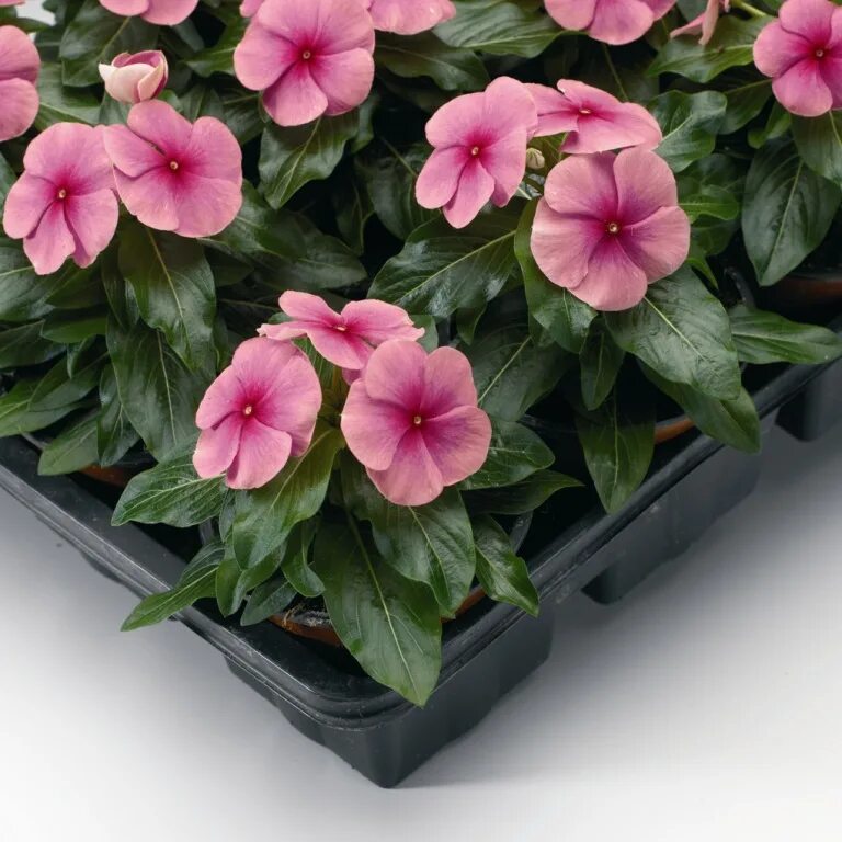 Катарантус фото цветов Катарантус розовый (Vinca rosea)