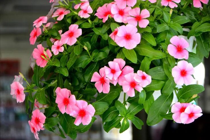 Катарантус фото цветов Dừa cạn tên khoa học là Catharanthus roseus. Là loại hoa bền dễ trồng hoa nở rực