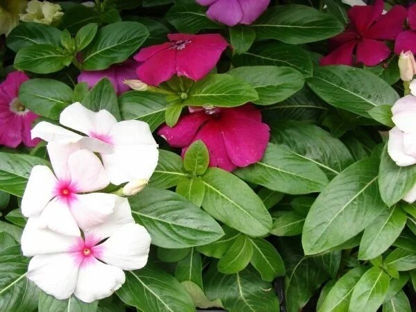 Катарантус фото цветов Egynyári és balkonnövények nagy választékban, kedvező áron! Planting flowers, Ga