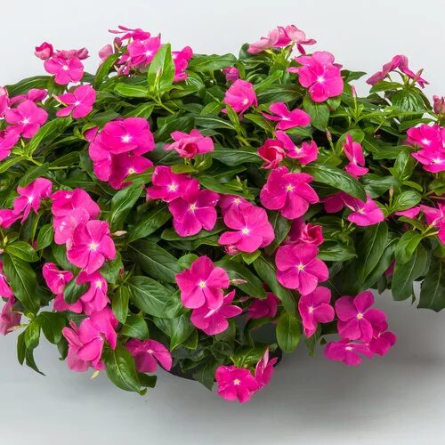 Катарантус фото цветов Cora ® Cascade Violet - Vinca - Catharanthus roseus Proven Winners