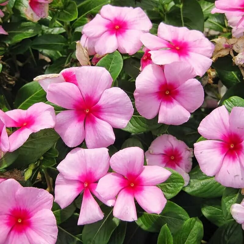 Катарантус фото цветов Amazon.com: Catharanthus Roseus