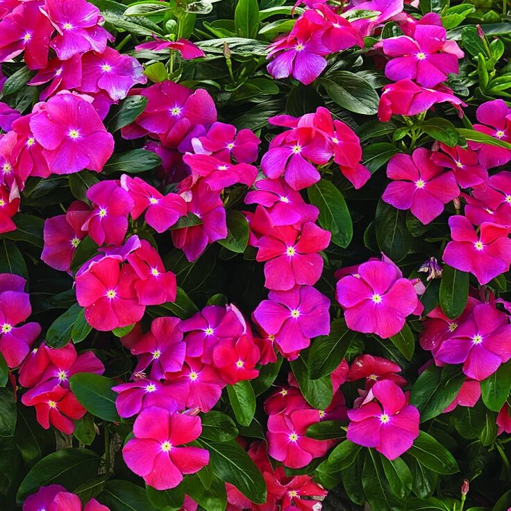 Катарантус фото цветов и описание Cora ® Cascade Cherry - Vinca - Catharanthus roseus Plants for planters, Evergre