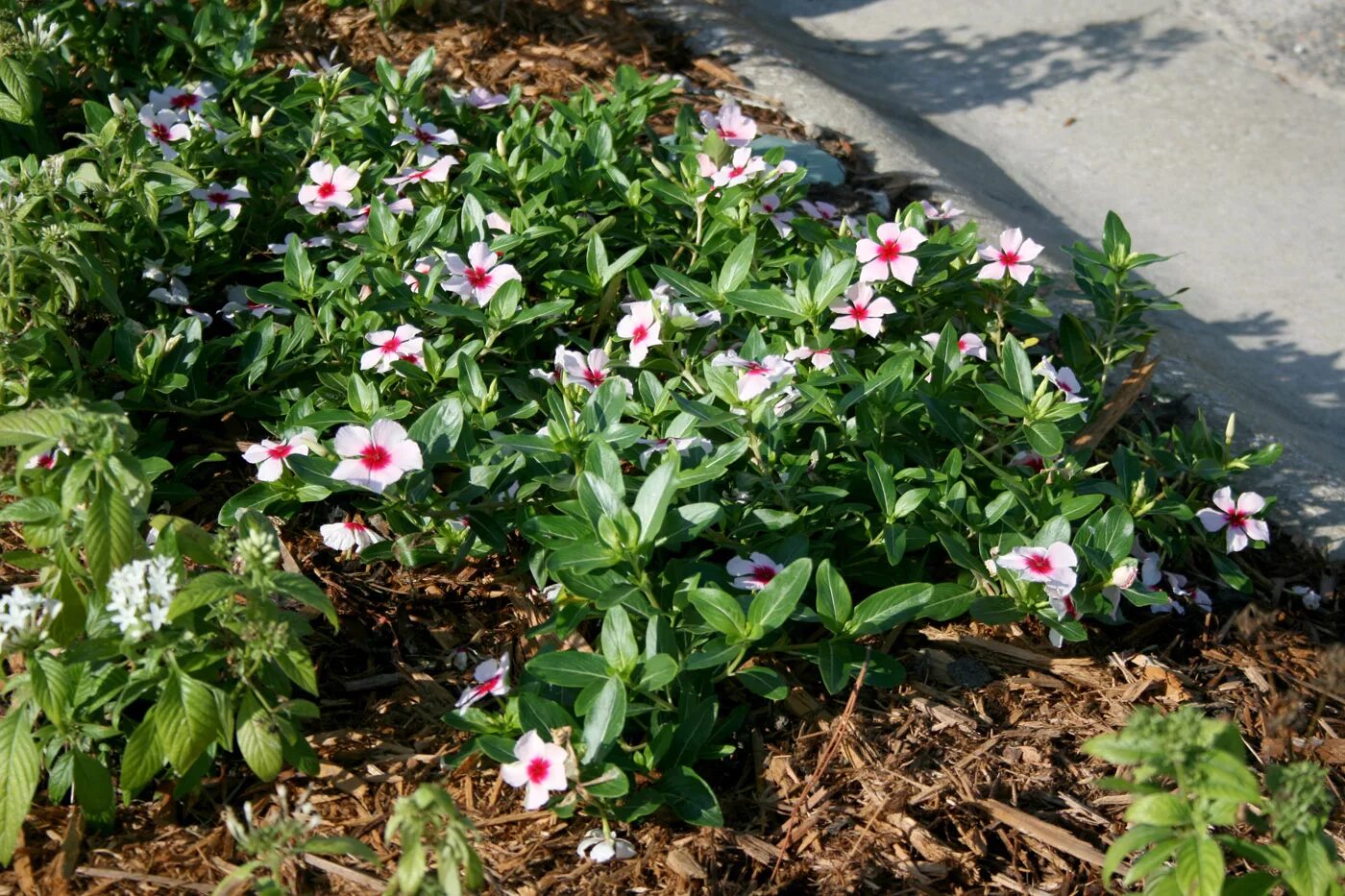 Катарантус фото цветов на клумбе Annual vinca works well in summer heat Page 8 Mississippi State University Exten