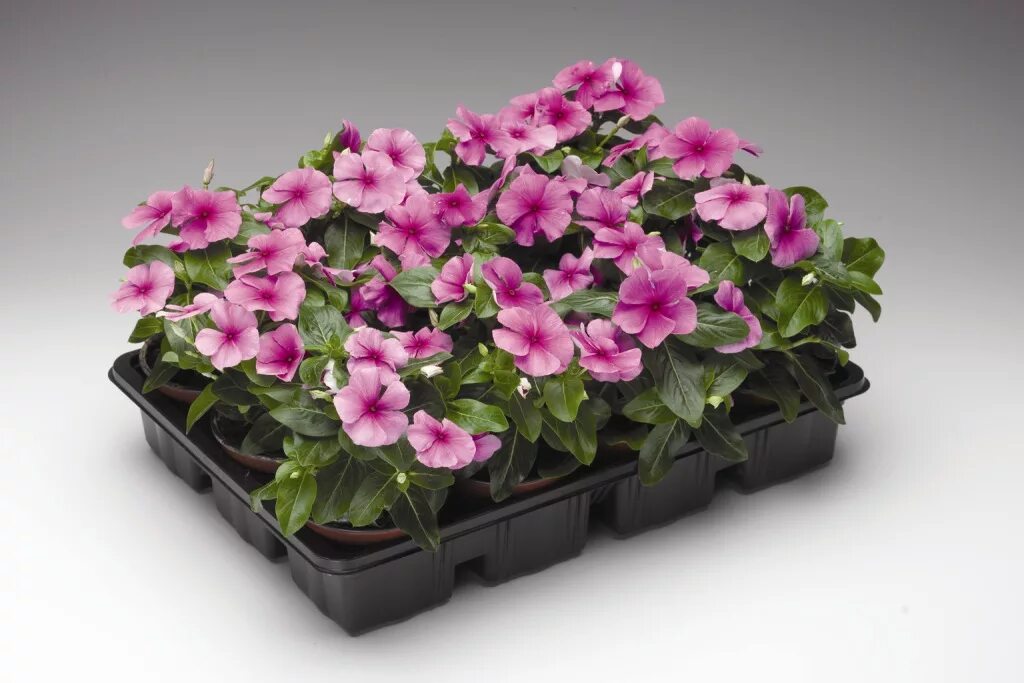 Катарантус фото цветов уход Катарантус розовый (Vinca rosea)