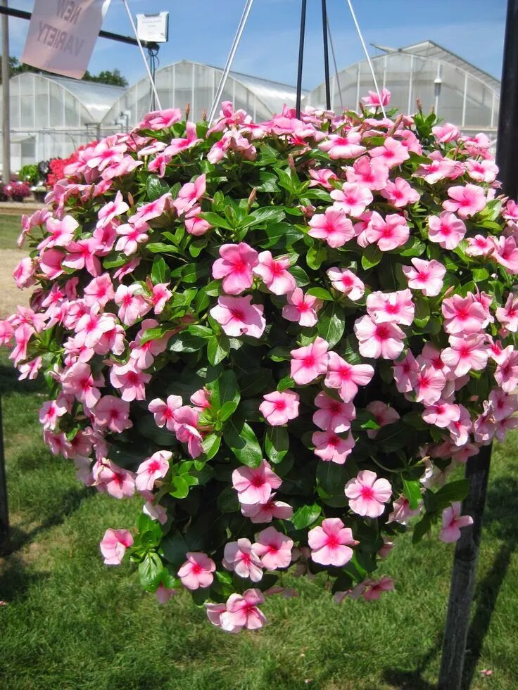 Катарантус фото цветов уход Annual Vinca (Catharanthus roseus) - Rotary Botanical Gardens Small flower garde