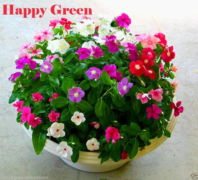 Катарантус фото цветов в горшке Madagascar Periwinkle DWARF MIX 80 seeds Catharanthus Etsy