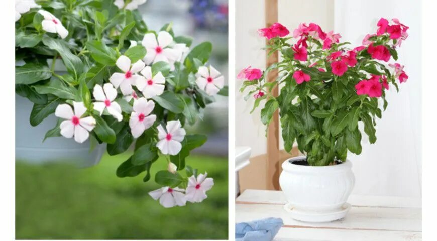 Катарантус фото цветов в горшке Картинки по запросу катарантус Flowers, Plants, Garden