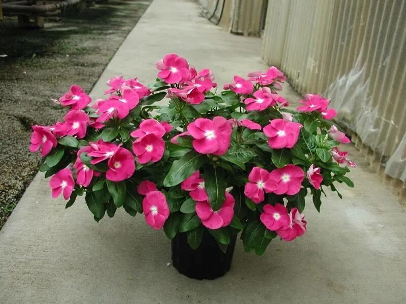 Катарантус фото цветов в горшке Катарантус розовый (Catharanthus roseus) отзывы