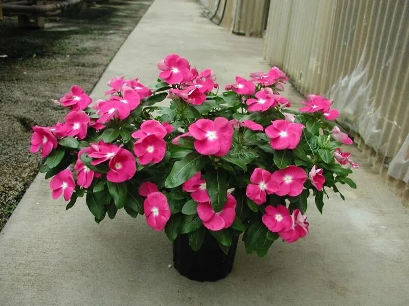 Катарантус фото выращивание в домашних условиях Катарантус розовый (Catharanthus roseus) отзывы