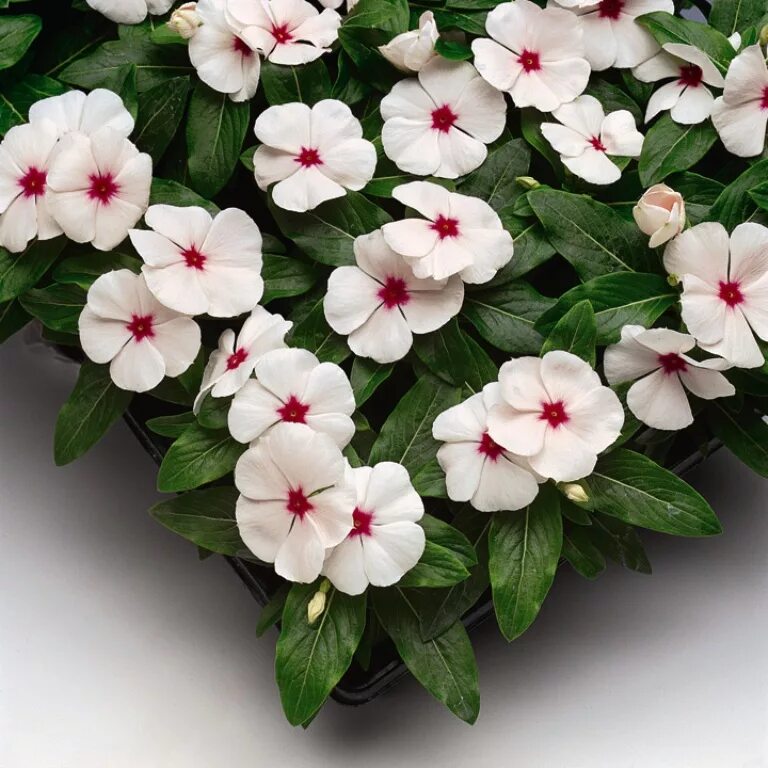 Катарантус комнатный фото Катарантус розовый (Vinca rosea)