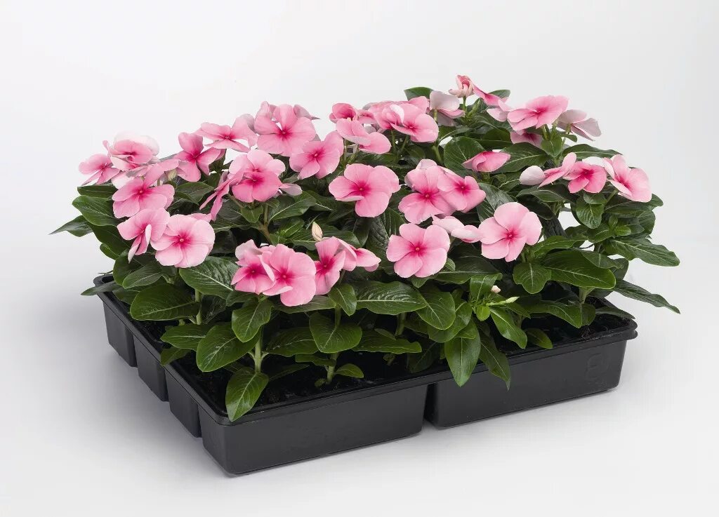 Катарантус комнатный фото Катарантус розовый (Vinca rosea)