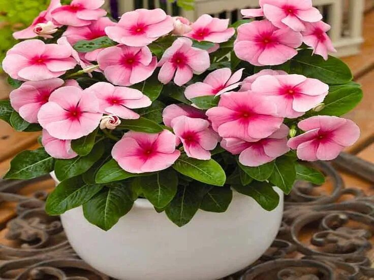 Катарантус комнатный фото Польза комнатных растений Beautiful pink flowers, Beautiful flowers, Flowers