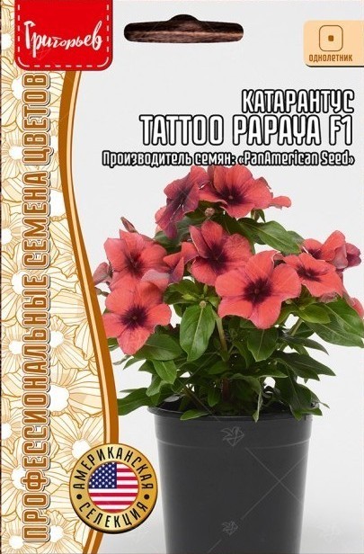 Катарантус папайя тату фото Купить Катарантус гибридный TATTOO Papaya F1 однолетник 5шт (Ред.Сем) в АФ "Сиби