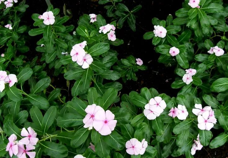 Катарантус папайя тату фото Category:Catharanthus roseus Plants, Garden, Category