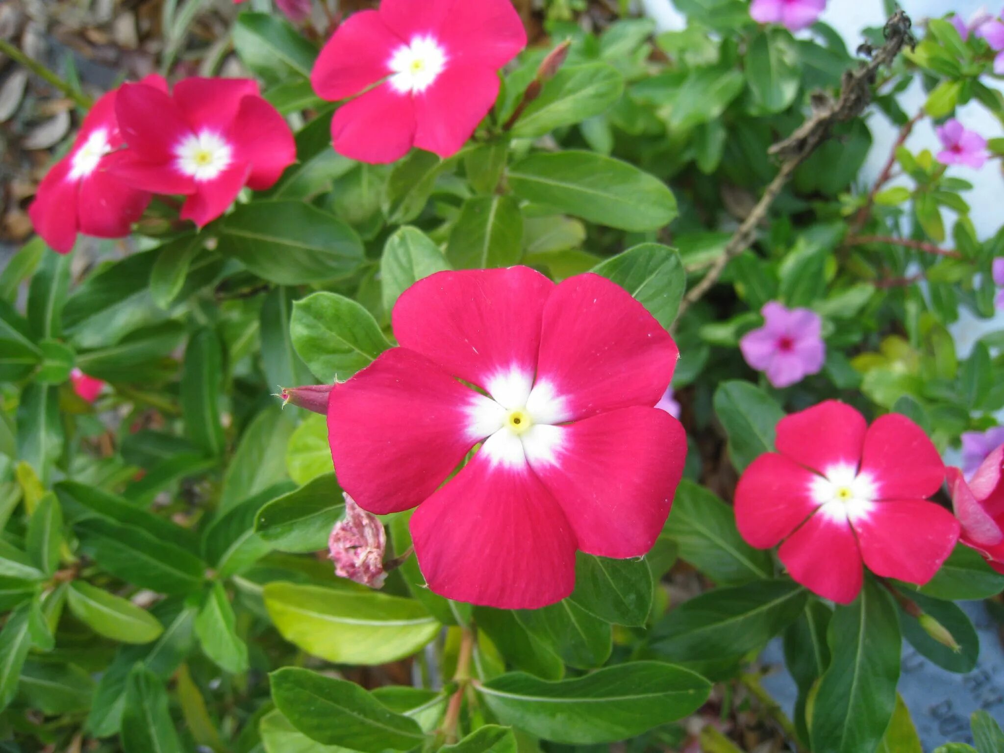 Катарантус посадка и уход фото File:Catharanthus ovalis.jpg - Wikipedia