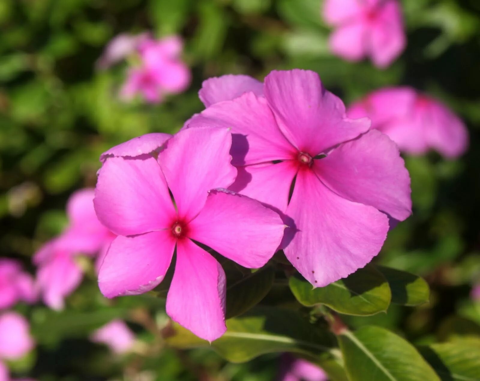 Катарантус розовый фото Catharanthus roseus: Фотографии и Советы по Уходу Естественные пейзажи Фотогалер