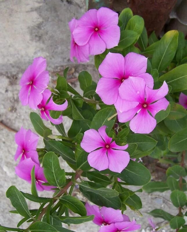 Катарантус розовый фото CalPhotos: Catharanthus roseus; Madagascar Periwinkle