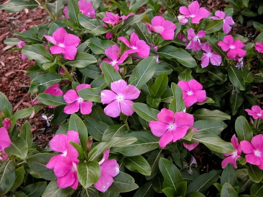 Катарантус розовый фото Catharanthus roseus фото - Arhids.ru