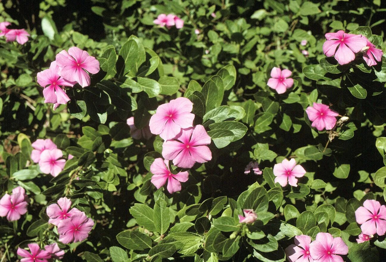 Катарантус розовый фото Catharanthus roseus