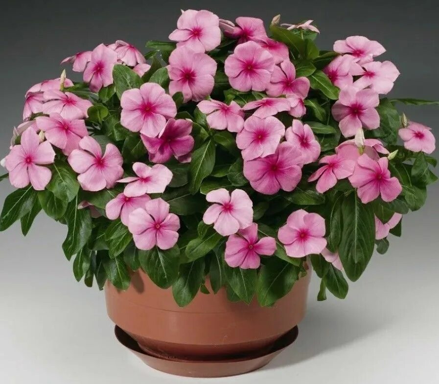 Катарантус розовый фото Catharanthus roseus (Катарантус розовый) Сбор 23г