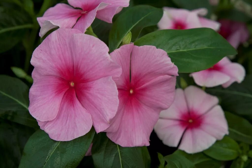 Катарантус розовый фото Катарантус розовый (Vinca rosea)