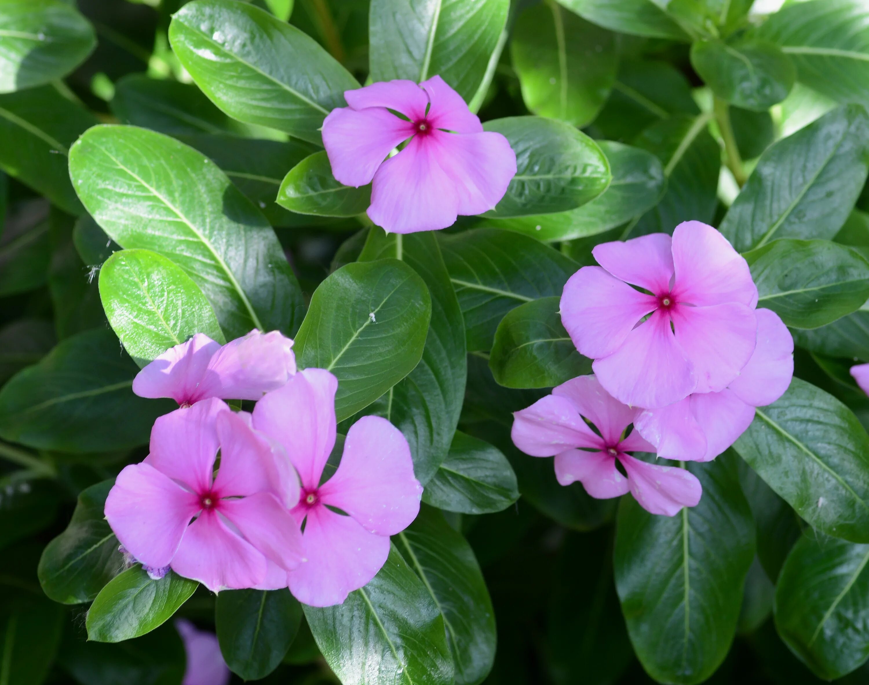 Катарантус розовый фото File:Catharanthus July 2013-1.jpg - Wikimedia Commons