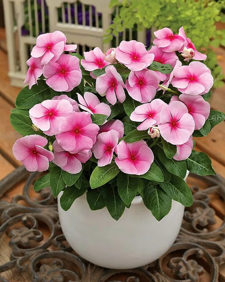 Катарантус розовый фото Punatalvio Strawberry Beautiful pink flowers, Exotic flowers, Flower pots