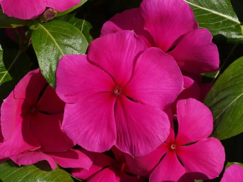 Катарантус розовый фото Catharanthus roseus: Фотографии и Советы по Уходу Естественные пейзажи Фотогалер