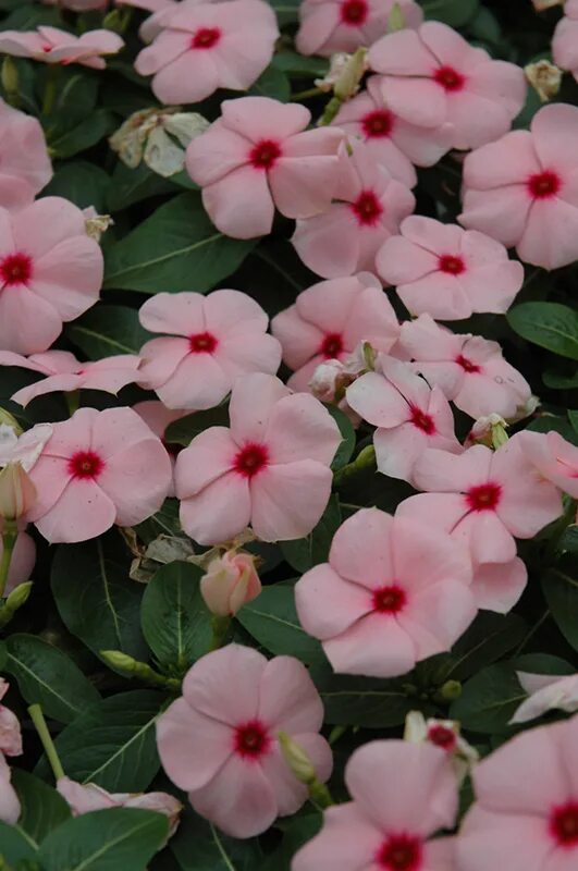 Катарантус розовый фото Катарантус розовый (Vinca rosea)