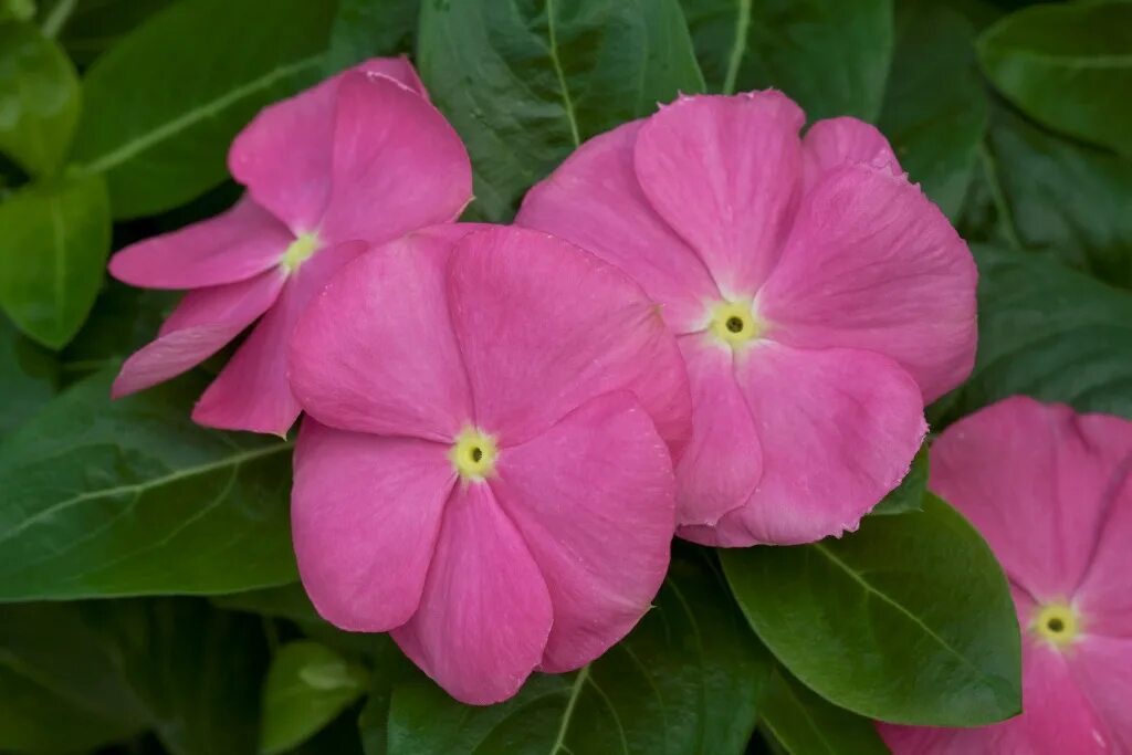 Катарантус розовый фото Катарантус розовый (Vinca rosea)