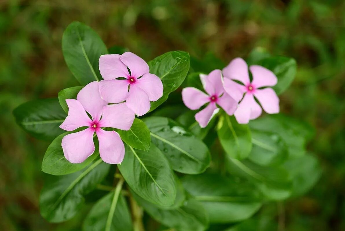 Катарантус розовый фото и описание Catharanthus roseus фото - Arhids.ru