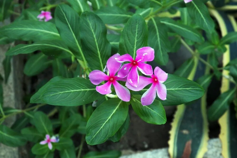 Катарантус розовый фото и описание Catharanthus roseus - Image of an specimen - Plantarium