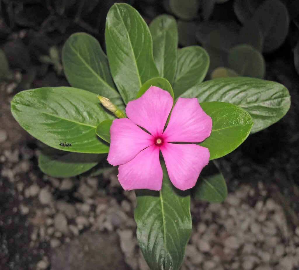 Катарантус розовый фото и описание Catharanthus roseus (Madagascar periwinkle) (Sanibel Islan. Flickr