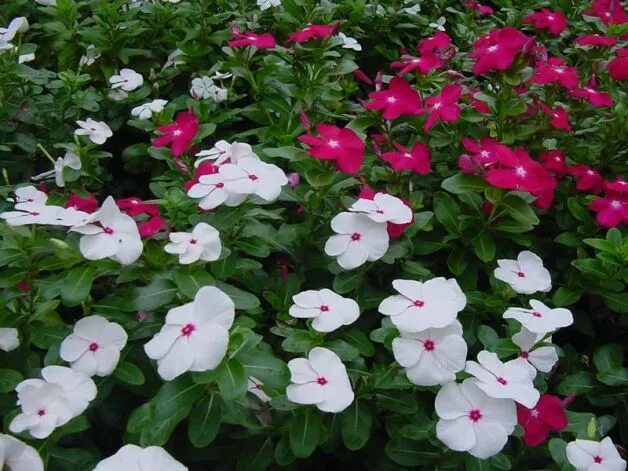 Катарантус розовый выращивание и уход фото In the garden: June 30 Plants, Blooming plants, Vinca