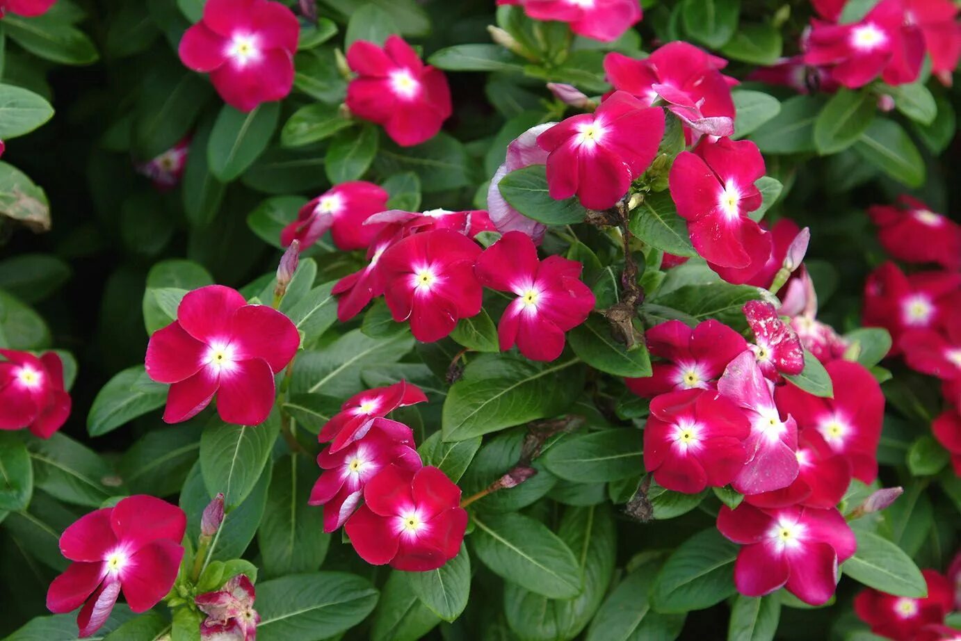 Катарантус садовый фото One of my favorite flowers for easy, annual color is the vinca. It can handle fu