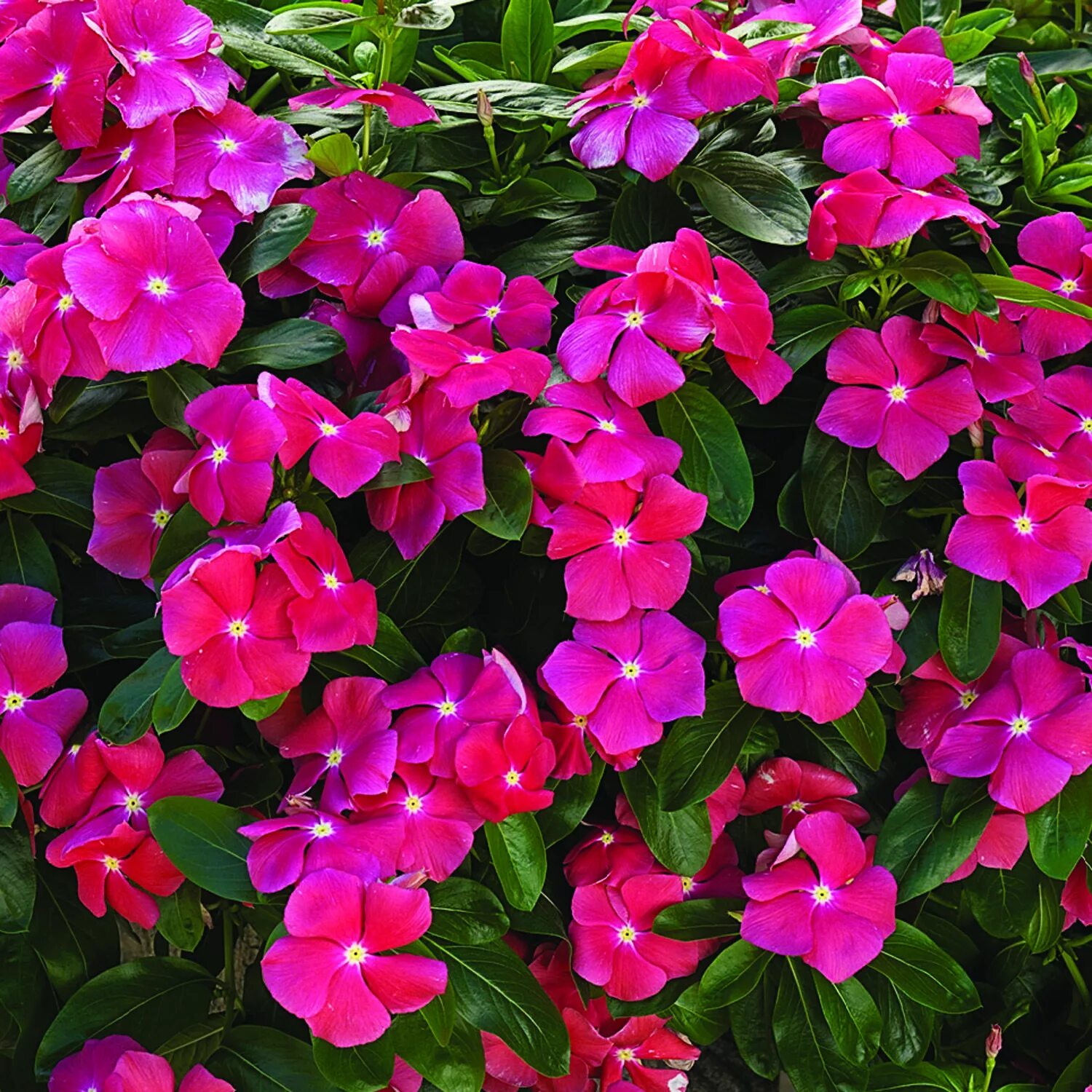 Катарантус садовый фото Cora ® Cascade Cherry - Vinca - Catharanthus roseus Plants for planters, Evergre