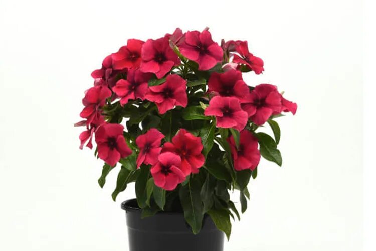 Катарантус тату блэк черри фото Катарантус Тату Блэк Черри (Catharanthus roseus Тattoo Black Cherry) Р9 - Питомн