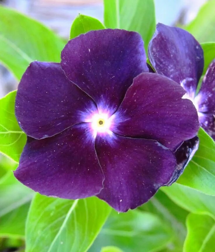 Катарантус тату фото Vinca 'Blueberry' Periwinkle flowers, Flower seeds, Annual flowers