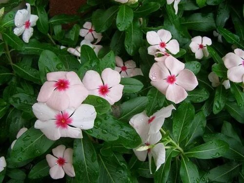 Катарантус тату фото Pin on Bulk Flower Seed For Sale